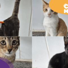 Gatos para adoção. (Reprodução: arquivo pessoal)