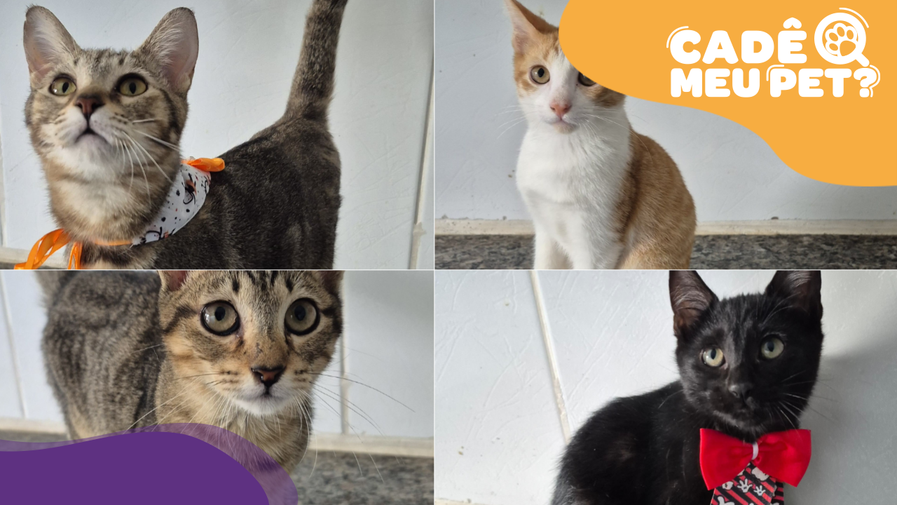 Gatos para adoção. (Reprodução: arquivo pessoal)