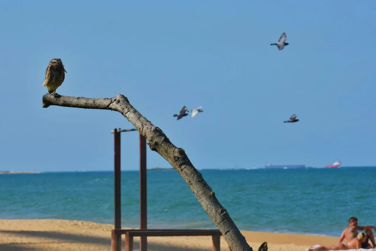 Foto: Thiago Soares/Folha Vitória