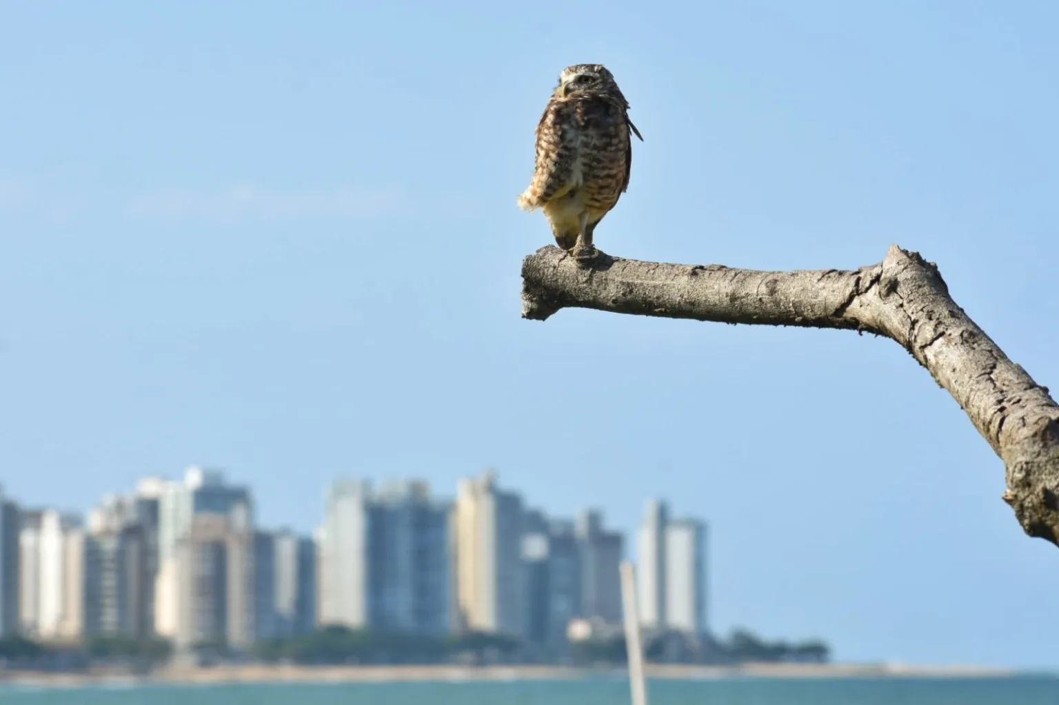 Foto: Thiago Soares/Folha Vitória