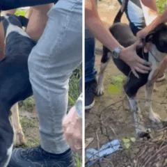 Cachorro resgatado em casa, no bairro Jabaeté, em Vila Velha