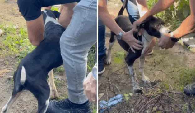 Cachorro resgatado em casa, no bairro Jabaeté, em Vila Velha