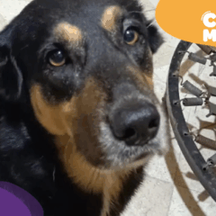 Luke, cão desaparecido em Jacaraipe. (Foto: arquivo pessoal)