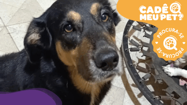 Luke, cão desaparecido em Jacaraipe. (Foto: arquivo pessoal)