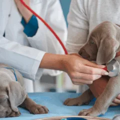 Entre as principais atribuições do cargo está atendimento a animais vítimas de maus-tratos. Foto: Freepik