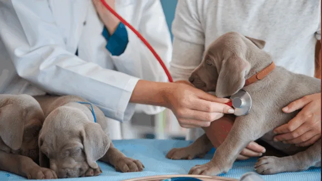 Entre as principais atribuições do cargo está atendimento a animais vítimas de maus-tratos. Foto: Freepik
