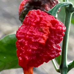 Atualmente, o agricultor que cultiva a pimenta em Cariacica também produz alguns itens artesanalmente. Foto: Claudio Postay/Prefeitura de Cariacica