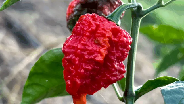 Atualmente, o agricultor que cultiva a pimenta em Cariacica também produz alguns itens artesanalmente. Foto: Claudio Postay/Prefeitura de Cariacica