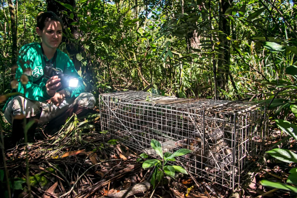Armadilha de captura segura utilizada para estudar marsupiais em ações de campo do projeto