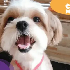 Bob, cão desaparecido. (Foto: arquivo pessoal)