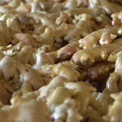 Produção do gengibre capixaba cresce e deve atingir 80 mil toneladas em 2025