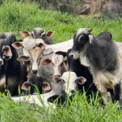 Animais foram encontrados em Cachoeiro

Reprodução/Sesp