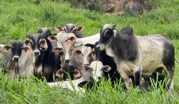 Animais foram encontrados em Cachoeiro

Reprodução/Sesp