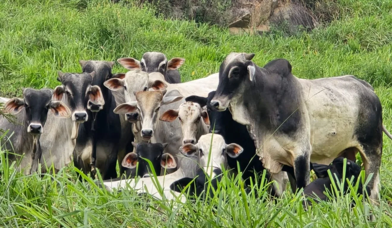 Animais foram encontrados em Cachoeiro

Reprodução/Sesp