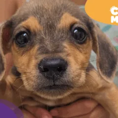 Cão abandonado em Jardim América. (Reprodução: arquivo pessoal)