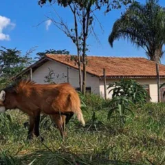 Animal foi solto no Sul do Estado. Foto: Reprodução/Ecovias 101