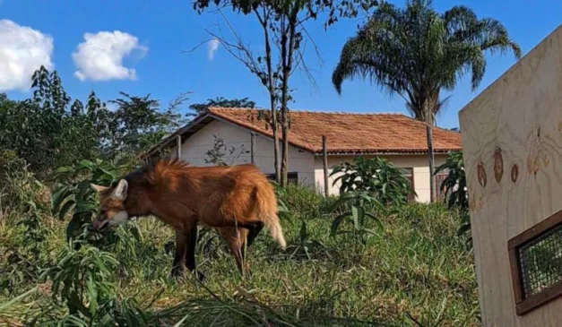 Animal foi solto no Sul do Estado. Foto: Reprodução/Ecovias 101