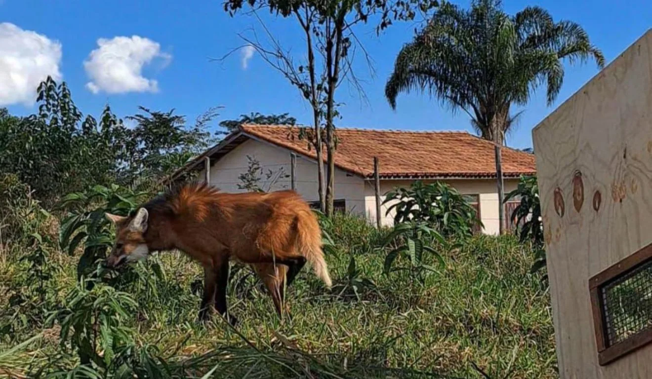 Animal foi solto no Sul do Estado. Foto: Reprodução/Ecovias 101