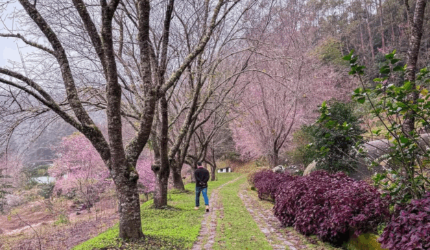 Visitação no bosque de cerejeiras é gratuita e pode ser feita diariamente (Foto: Reprodução/Instagram/@prefeituradealfredochaves)