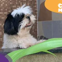Tinonino foi encontrado! (Reprodução: arquivo pessoal)