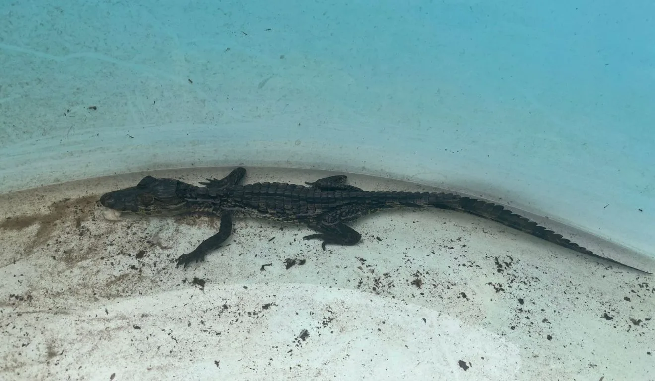 Animal foi resgatado na Barra do Jucu. Foto: Reprodução/Projeto Caiman
