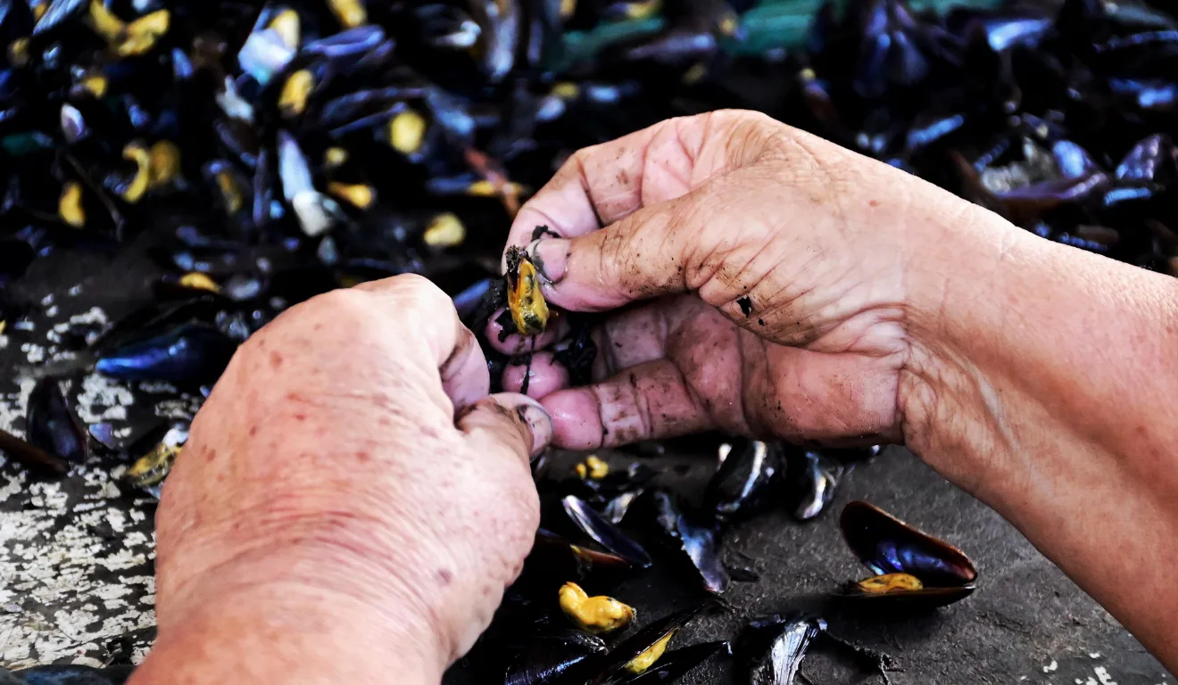 Marisqueira descascando sururu