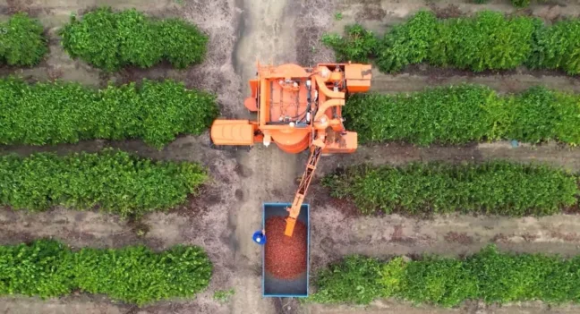 Agropecuária impulsiona desempenho do PIB capixaba no 1º trimestre de 2025, aponta IJSN