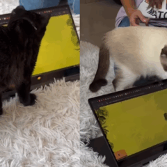 gatos interagindo com jogo digital em tablet em projeto do Inteli