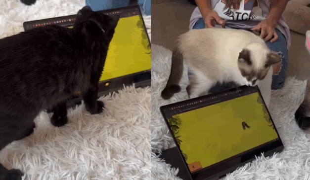 gatos interagindo com jogo digital em tablet em projeto do Inteli
