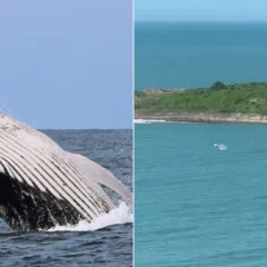 1° baleia-jubarte de 2025 em Vila Velha