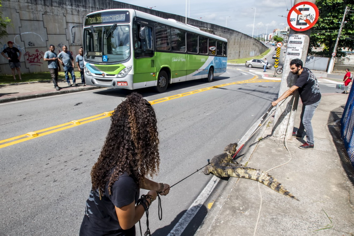 Jacaré-de-papo-amarelo sendo manuseado por equipe técnica durante resgate urbano
