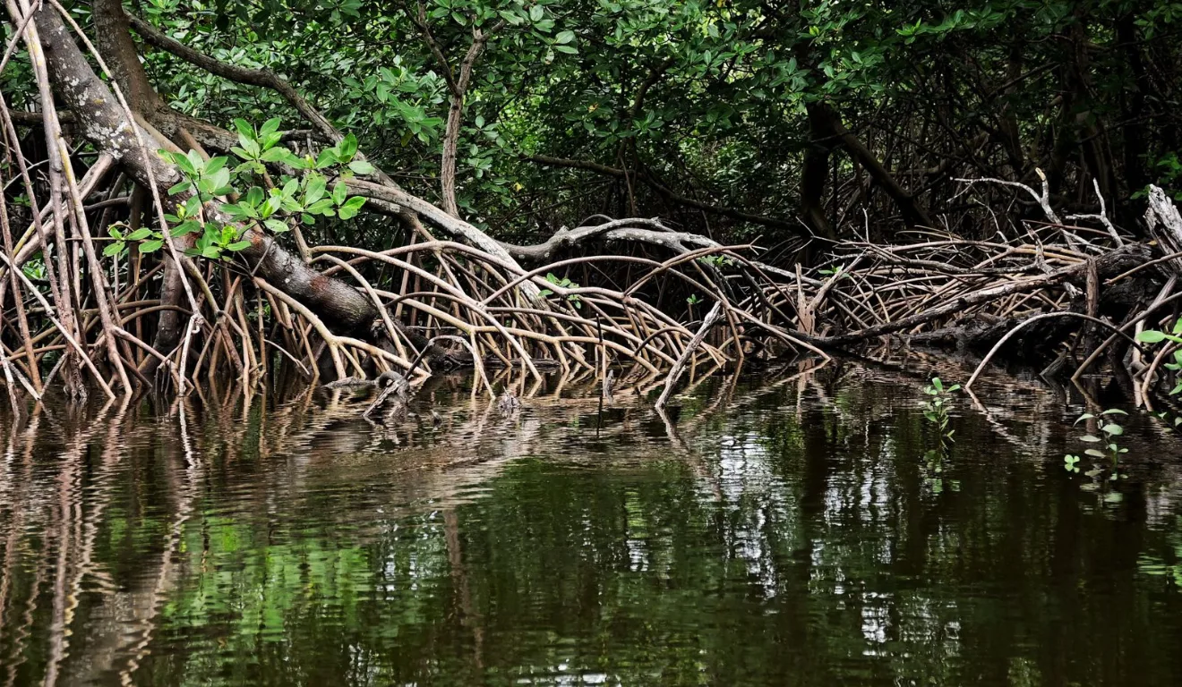 Mangue é a vegetação capaz de sobreviver à água salgada do ecossistema de transição entre rio e mar. 