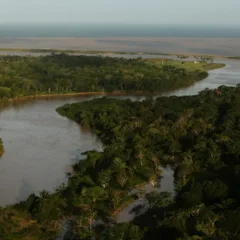 Foto: Divulgação/ Centro TAMAR/ICMBio