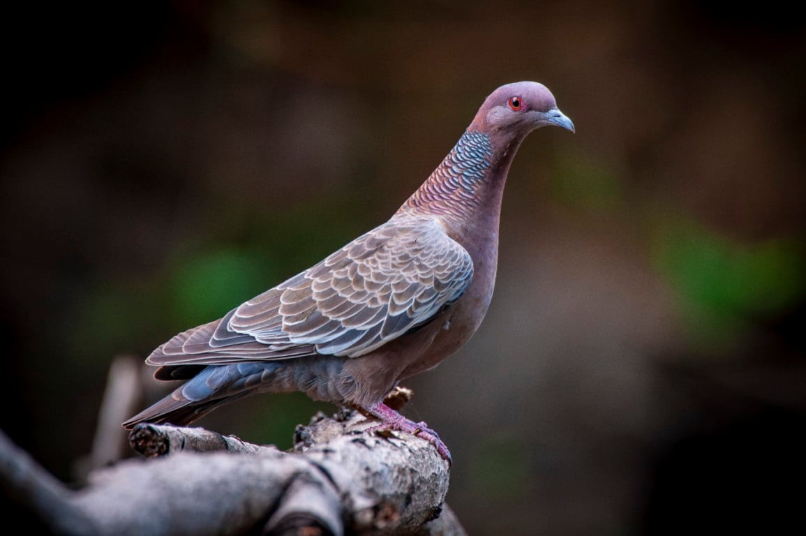 Pomba-asa-branca pousada em ambiente natural, representando a fauna silvestre brasileira