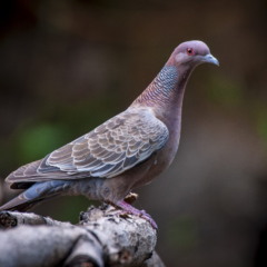 Pomba-asa-branca pousada em ambiente natural, representando a fauna silvestre brasileira