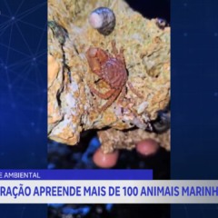 Mais de 100 animais marinhos apreendidos em operação em Cariacica