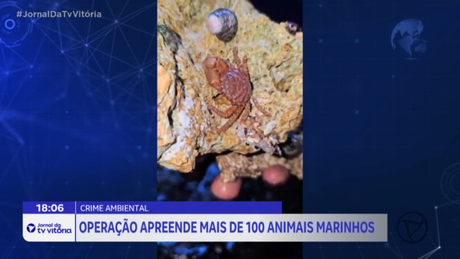 Mais de 100 animais marinhos apreendidos em operação em Cariacica