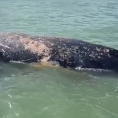 Baleia-jubarte é encontrada morta (Foto/reprodução: TV Vitória)