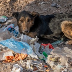 Cachorro abandonado