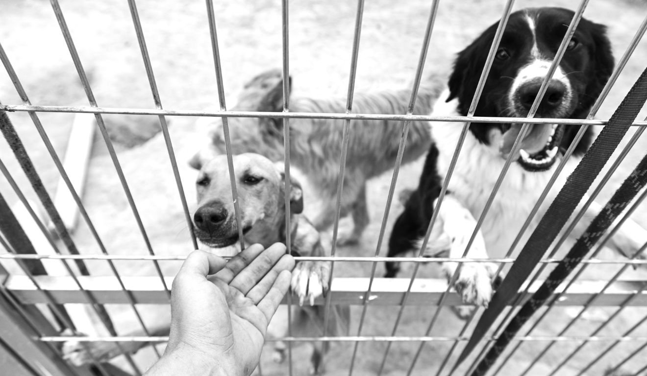 Cachorros abandonados