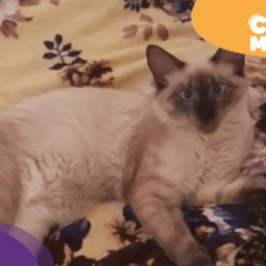 Akira, gato siamês desaparecido. (Foto: arquivo pessoal)