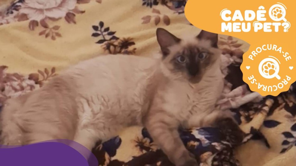 Akira, gato siamês desaparecido. (Foto: arquivo pessoal)