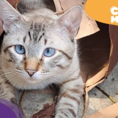 Chorão, gato desaparecido em Vitória. (Foto: arquivo pessoal)