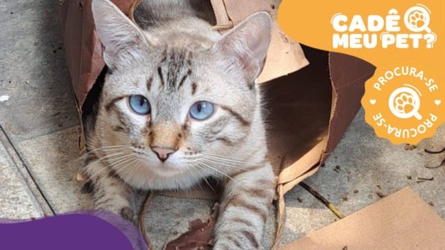 Chorão, gato desaparecido em Vitória. (Foto: arquivo pessoal)