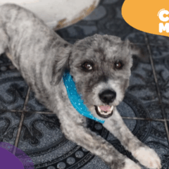 Dog, o poodle, foi encontrado. (Foto: arquivo pessoal)