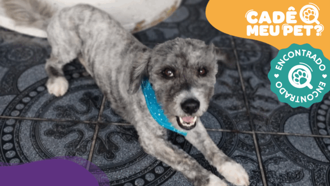 Dog, o poodle, foi encontrado. (Foto: arquivo pessoal)