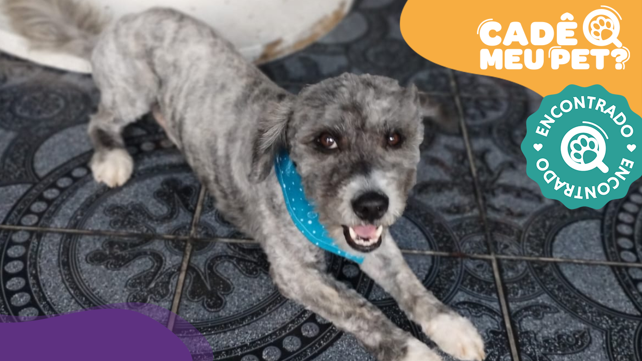 Dog, o poodle, foi encontrado. (Foto: arquivo pessoal)