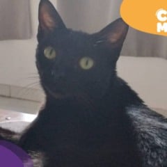 Hannah desapareceu em São Pedro. (Foto: arquivo pessoal)