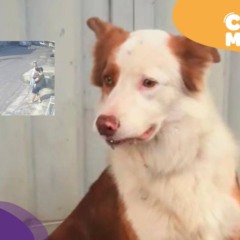 Kiko, cão encontrado em Cariacica, reencontra tutor. (Foto: arquivo pessoal)