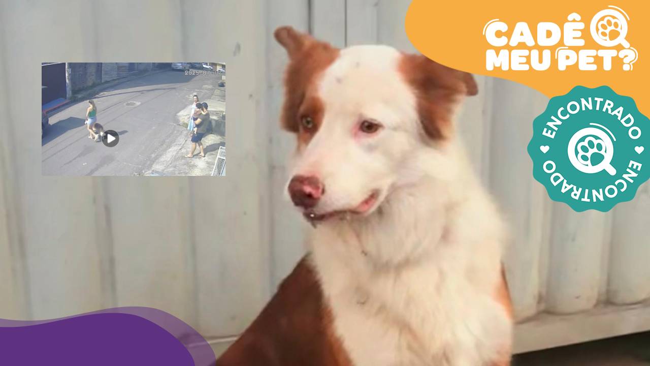 Kiko, cão encontrado em Cariacica, reencontra tutor. (Foto: arquivo pessoal)